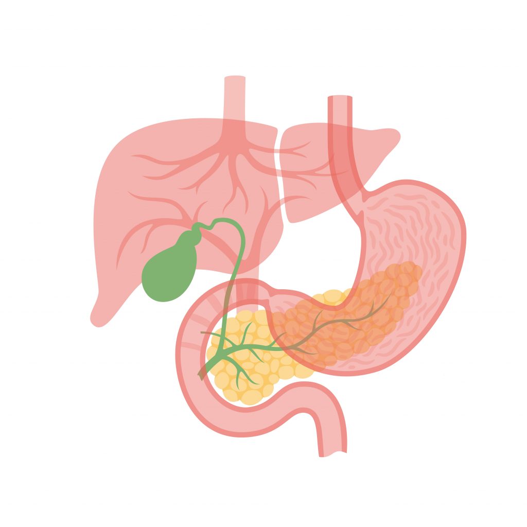vesícula biliar aparelho digestivo